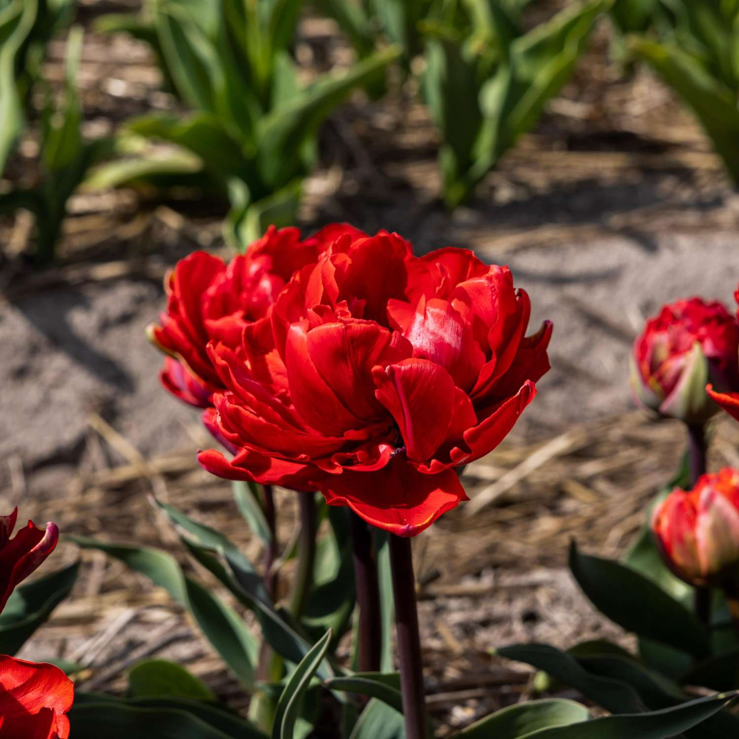 Tulppaani 'Red Princess'
